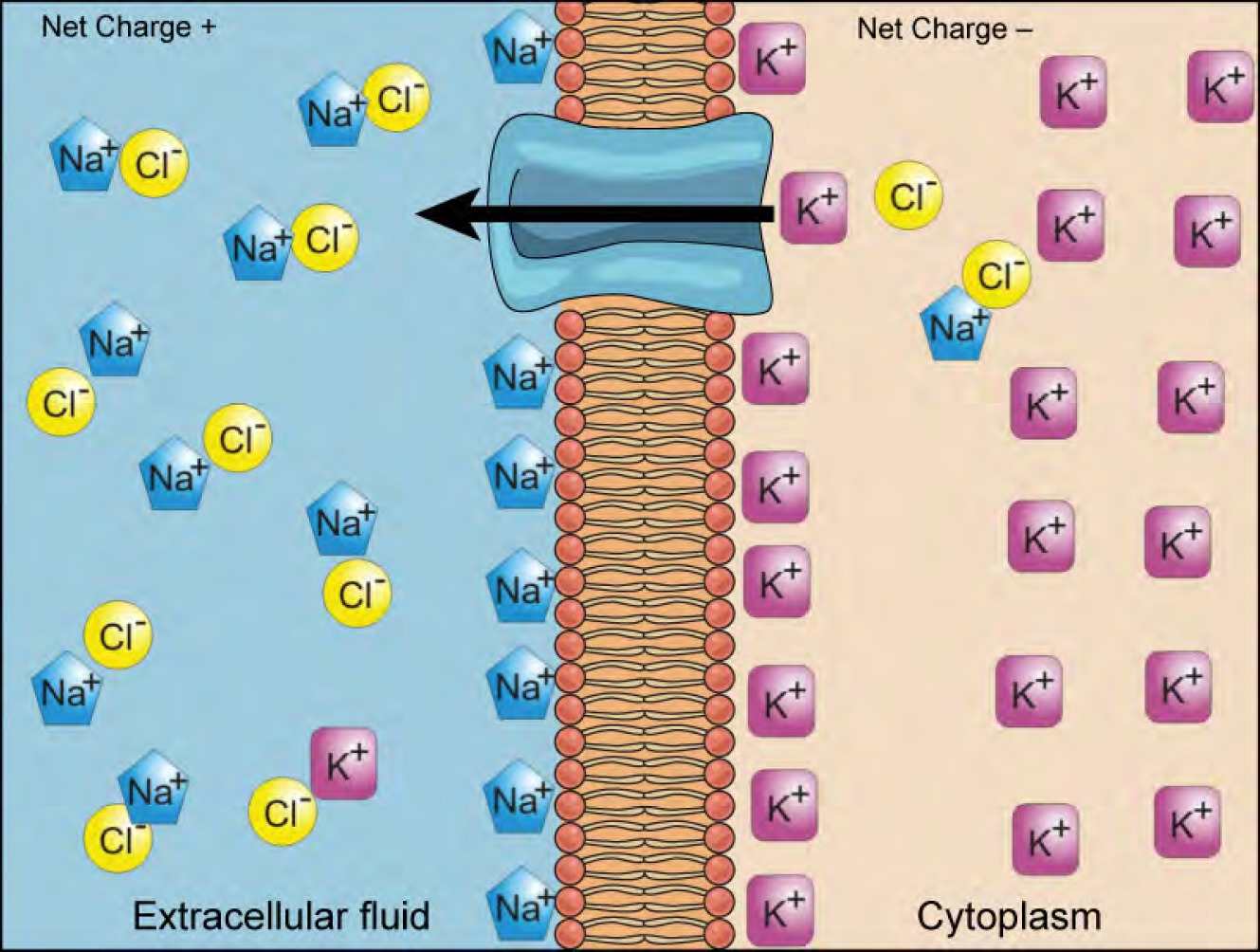A cell membrane is shown with a protein channel that allows passage of ions into and out of the cell. The cytoplasm has a higher concentration of potassium, and the extracellular fluid has a higher concentration of sodium. An arrow shows movement of a potassium ion out of the cell through the protein channel.