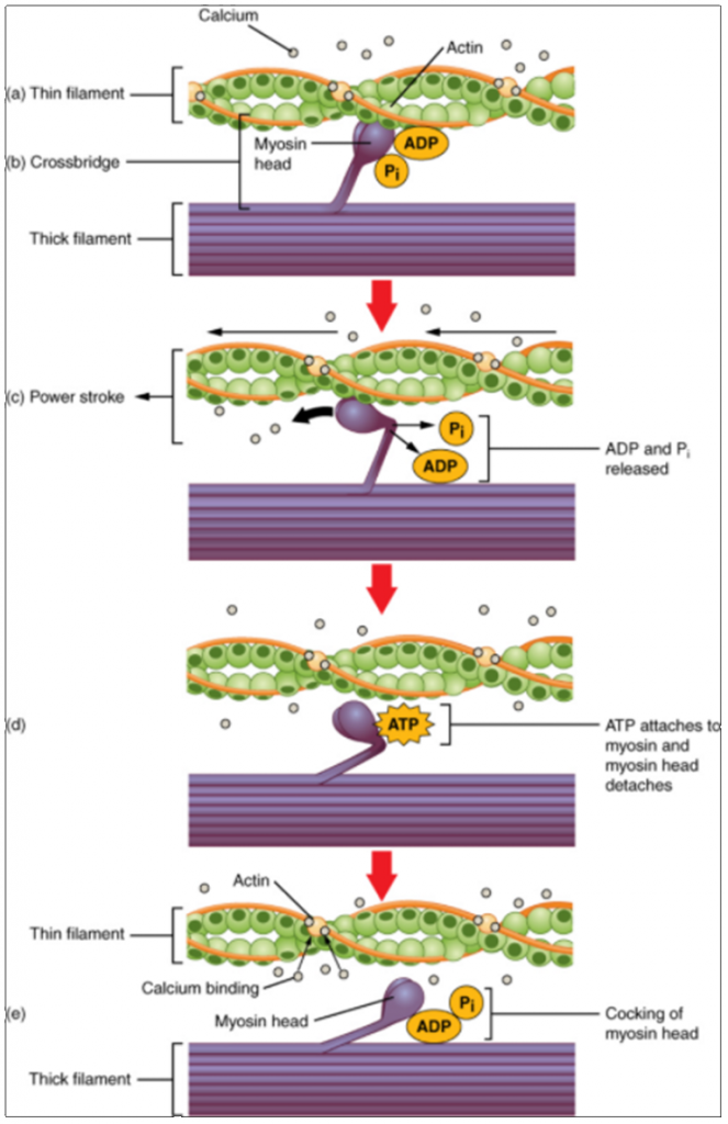 . Skeletal muscle contraction. (a) The active site on actin is exposed as calcium binds to troponin. (b) The myosin head is attracted to actin, and myosin binds actin at its actin-binding site, forming the cross-bridge. (c) During the power stroke, the phosphate generated in the previous contraction cycle is released.