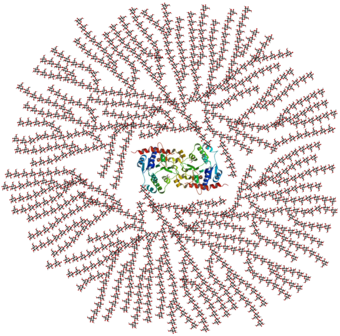Glycogen Structure