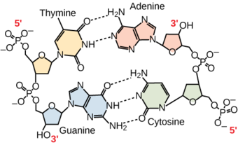 Antiparallel Strands
