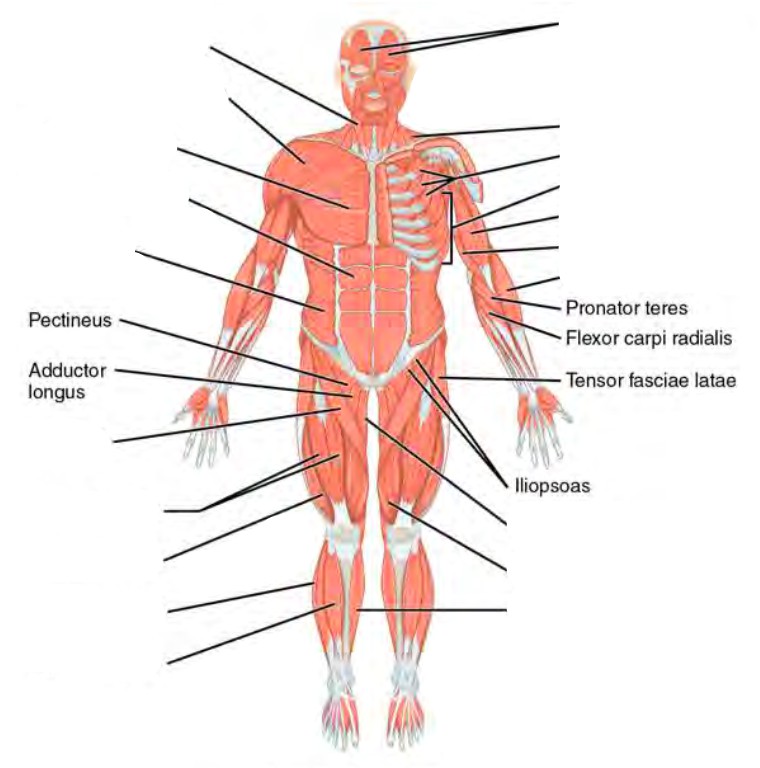 Label the major areas in the ( ventral /dorsal ) aspect of the body