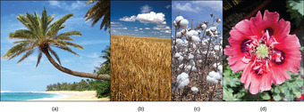 Seed plants dominate the landscape