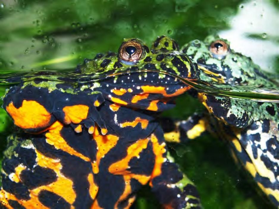  Photo shows a side view of a toad in an aquarium floating in the water: the belly is bright orange and black and its back and head are green and black.