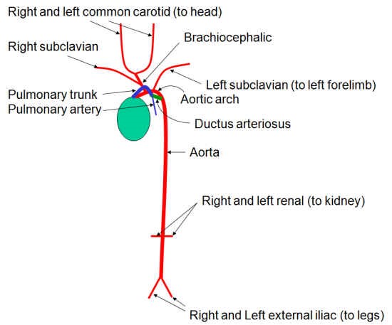 Major arteries extending from the heart and into the head and legs with heart represented as an oval.