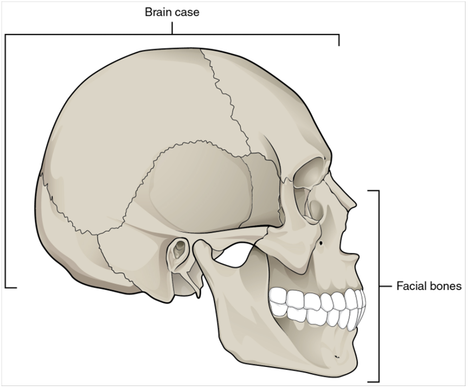 Parts of the skull.