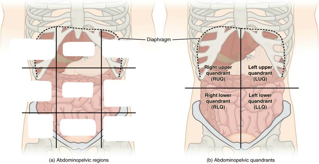 Abdominal Quadrant Diagram Labeling