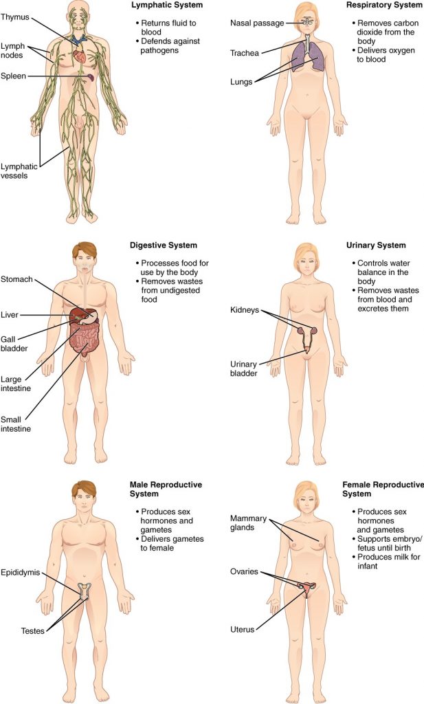 Organ systems of the human body