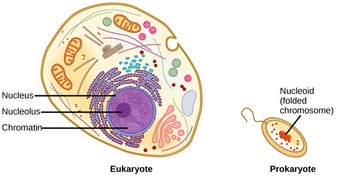Eukaryotic and prokaryotic cells