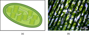 Chloroplast