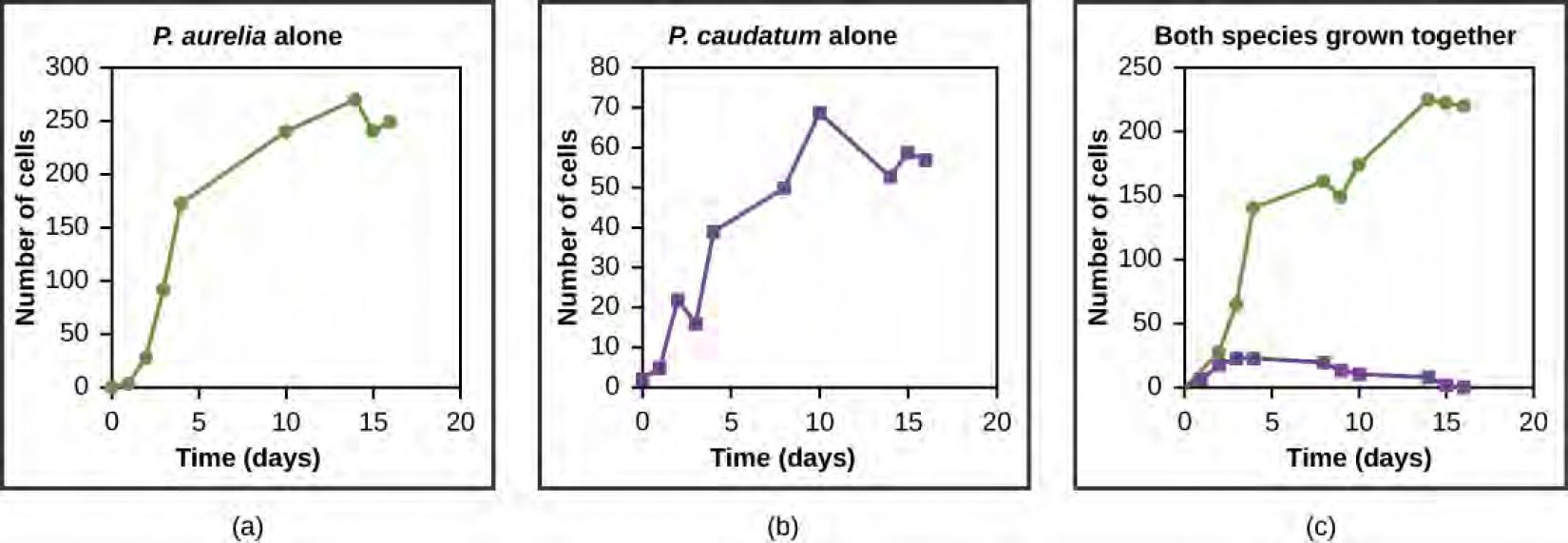  The three graphs all plot number of cells versus time in days. In Graph (a), P. aurelia is grown alone. In graph (b), P. caudatum is grown alone. In graph (c), the two species are grown together. When grown together, the two species both exhibit logistic growth and grow to a relatively high cell density. When the two species are grown together, P. aurelia shows logistic growth to nearly the same cell density as it exhibited when grown alone, but P. caudatum hardly grows at all, and eventually its population drops to zero.