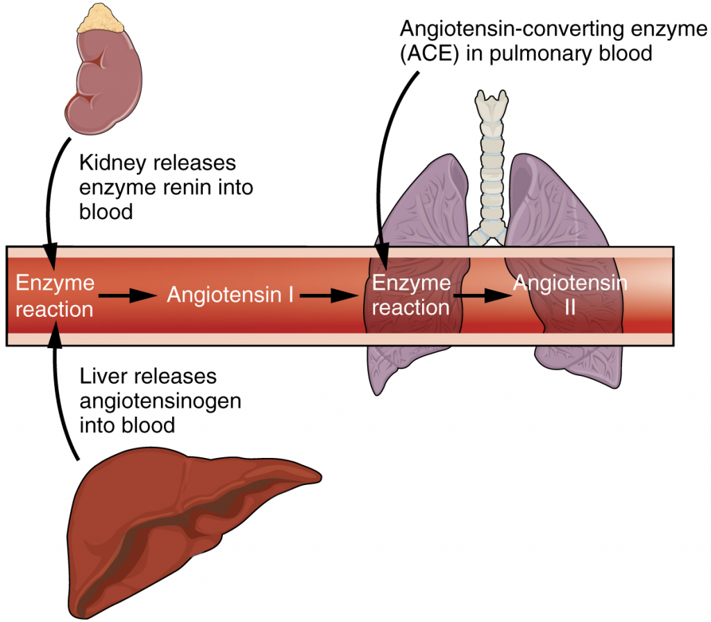 The enzyme renin converts the pro-enzyme angiotensin.