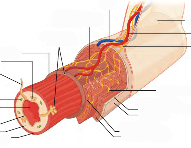 Predefined space to Label the elements of the alimentary canal