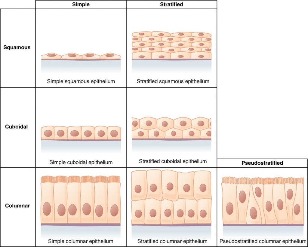Diagram of cells of epithelial tissue including squamous, cudoidal and columnar