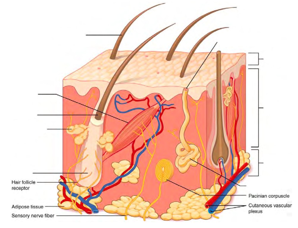 Predefined spaces to Label the layers of integument and accessory structures