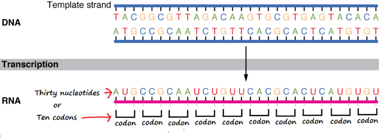 Figure 4.13 Transcription showing DNA template strand, and a mRNA complementary strand with its codons. In this case, the mRNA has thirty nucleotides or, what is the same, ten codons. Art derivative of OpenStax College – CC-BY