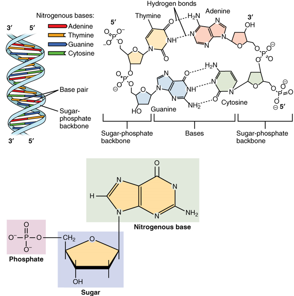 Diagram of Molecular structure of DNA