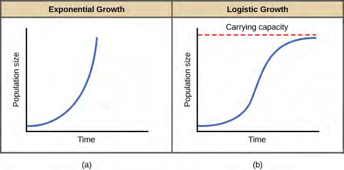  Both (a) and (b) graphs plot population size versus time. In graph (a), exponential growth results in a curve that gets increasingly steep, resulting in a J-shape. In graph (b), logistic growth results in a curve that gets increasingly steep, then levels off when the carrying capacity is reached, resulting in an S-shape.