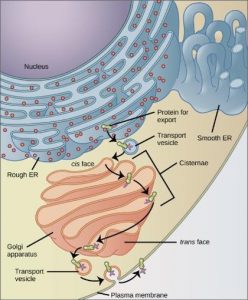 Part of a circle in the upper right (labeled as the nucleus), with thin rows around it (rough ER). The rows are studded with circles, which are ribosomes. A small structure (a protein) from the rough ER is put into a vesicle (a circle) to be carried to another structure labeled as the golgi appartus. This structure has several folds that the protein travels through, and then it leaves the cell. Another structure near the rows around the nucleus is the smooth ER.