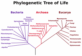 Phlyogenetic tree of life