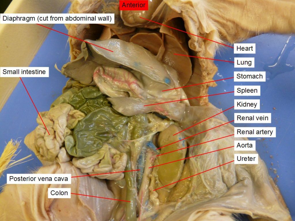 Aorta, colon (large intestine), diaphragm, heart, kidney, lung, renal artery, posterior vena cava, renal vein, small intestine, spleen, stomach, ureter.