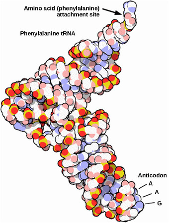 Structure of tRNA