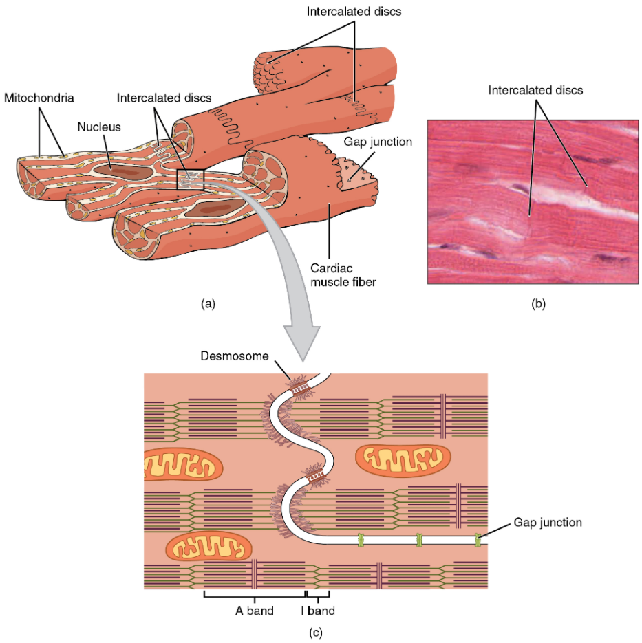 (a) Cardiac muscle cells have myofibrils composed of myofilaments arranged in sarcomeres, T tubules to transmit the impulse from the sarcolemma to the interior of the cell, numerous mitochondria for energy, and intercalated discs that are found at the junction of different cardiac muscle cells. (b) A photomicrograph of cardiac muscle cells shows the nuclei and intercalated discs. (c) An intercalated disc connects cardiac muscle cells and consists of desmosomes and gap junctions.