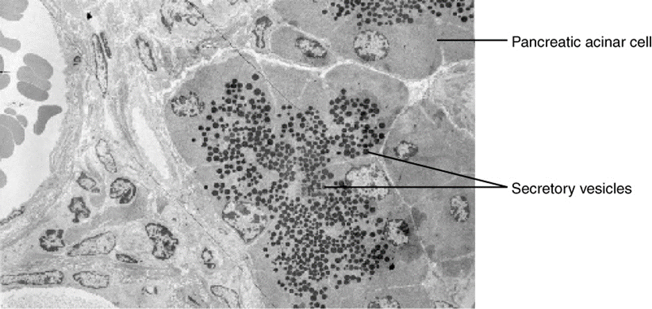 Image of Pancreatic cells’ enzyme products
