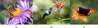 Plants and sexual reproduction