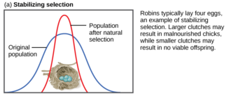 Stabilizing selection