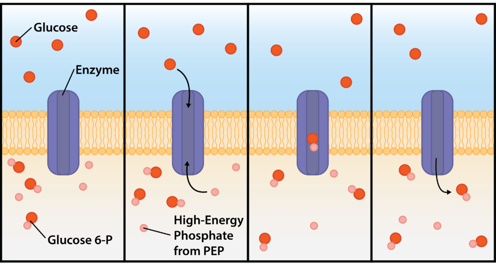 Group Translocation via PTS.