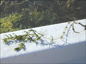 Charophyte algae