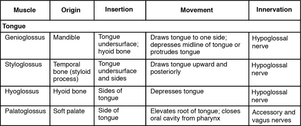This table describes the muscles used in tongue movement, swallowing, and speech. The genioglossus moves the tongue down and sticks the tongue out of the mouth. It originates in the mandible. The styloglossus moves the tongue up and retracts the tongue back into the mouth. It originates in the temporal bone. The hyoglossus flattens the tongue. It originates in the hyoid bone. The palatoglossus bulges the tongue. It originates in the soft palate. The digastric raises the hyoid bone in a way that also raises the larynx, allowing the epiglottis to cover the glottis during deglutition; it also assists in opening the mouth by depressing the mandible. It originates in the mandible and temporal bone. The stylohyoid raises and retracts the hyoid bone in a way that elongates the oral cavity during deglutition. It originates in the temporal bone. The mylohyoid raises the hyoid bone in a way that presses the tongue against the roof of the mouth, pushing food back into the pharynx during deglutition. It originates in the mandible. The geniohyoid raises and moves the hyoid bone forward, widening the pharynx during deglutition. It originates in the mandible. The ornohyoid retracts the hyoid bone and moves it down during later phases of deglutition. It originates in the scapula. The sternohyoid depresses the hyoid bone during swallowing and speaking. It originates in the clavicle. The thyrohyoid shrinks the distance between thyroid cartilage and the hyoid bone, allowing production of high-pitch vocalizations. It originates in the hyroid cartilage. The sternothyroid depresses the larynx, thyroid cartilage, and hyoid bone to create different vocal tones. It originates in the sternum. The sternocleidomastoid and semispinalis capitis rotate and tilt the head to the side and forward. They originate in the sternum and clavicle. The splenius capitis and longissimus capitis rotate and tilt the head to the side and backwards.
