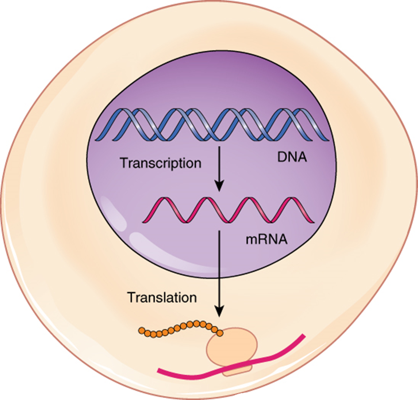 Diagram of DNA to protein