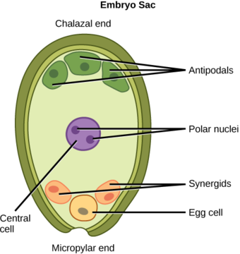 Embryo sac