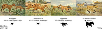 Horse evolution