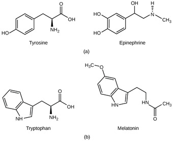 Amino acid-derived hormones