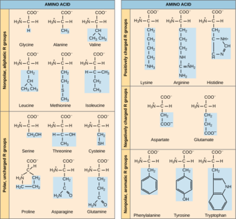 Types of amino acids