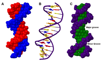 Three representations of DNA's double helical structure.