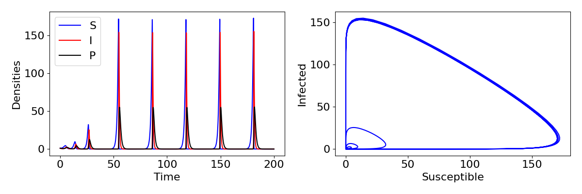 Two plots are shown.1. A plot of the three densities, S, I and P on the vertical axis with values from 0 to 175 and time on the horizontal axis with values from 0 to 200. There are regular peaks in all three densities, with sharp spikes roughly every 30 time units. The spikes are initially small, then increases and are at their maximum from t=60 onwards. 2. Treajectories in phase space, with infected densities on the vertical axis taking values from 0 to 150 and susceptible densities on the horizontal axis taking values from 0 to 170. Loops around the phase space can be seen.