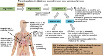 Renin-angiotensin-aldosterone system