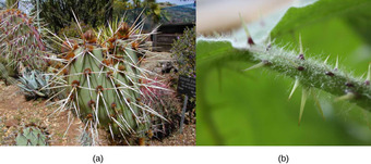 Plant defenses from herbivory