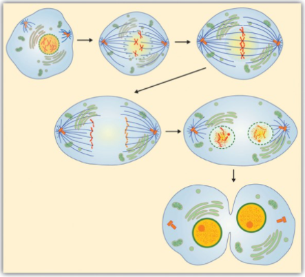 Cells spliting