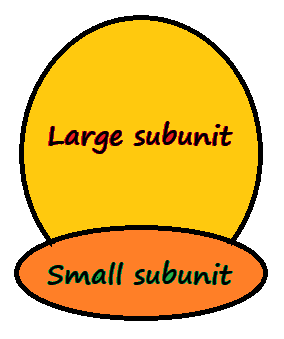 Figure 4.9 Two different representations of ribosomes. Right: a simple representation of a ribosome with large and small subunits together. Art on the left: by The Protein Data Bank CC-BY-4.0 license