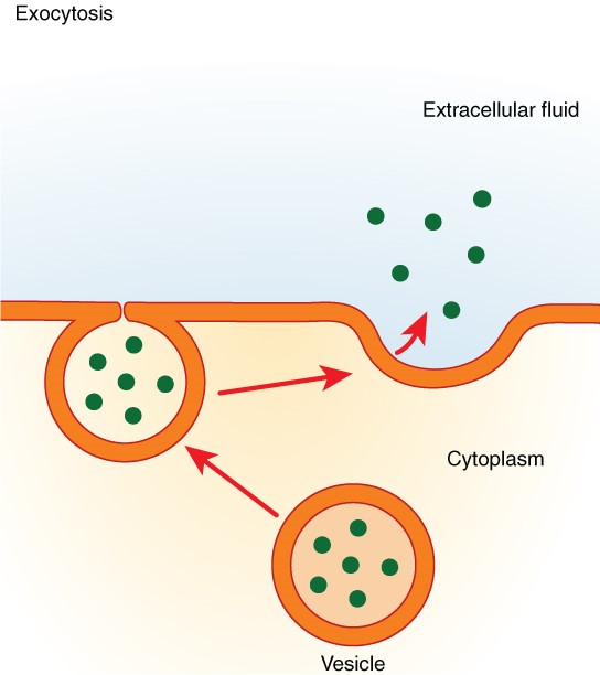 Exocytosis.