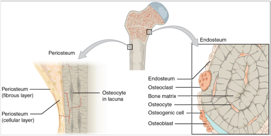 Periosteum and endosteum
