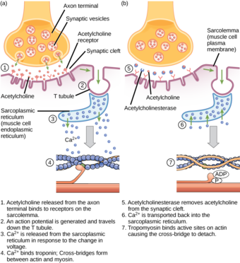 Excitation-contraction coupling