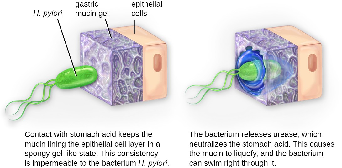 H. pylori is able to invade the lining of the stomach by producing virulence factors that enable it pass through the mucin layer covering epithelial cells.
