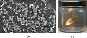 Bacterial Biofilms
