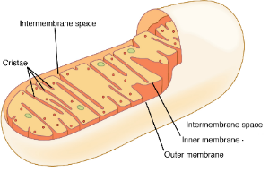 Mitochondria: Important in ATP (cellular energy) production