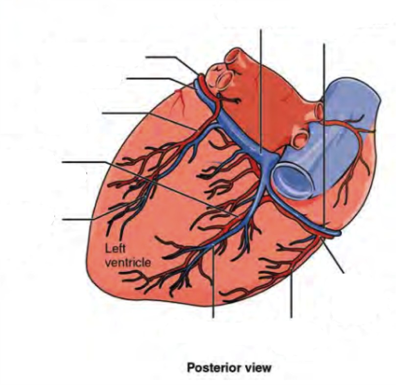 Label the prominent coronary surface vessels from the Posterior view of the heart